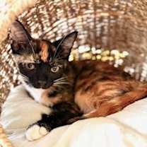 Thumbnail photo of Lyra #1