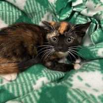 Thumbnail photo of Lyra #3