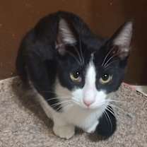 Thumbnail photo of Gandalf #2