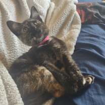 Thumbnail photo of Morgana #3