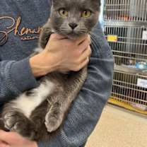 Thumbnail photo of Dexter #3