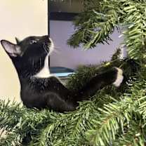 Thumbnail photo of Simpson #4