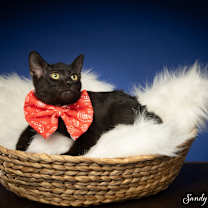 Thumbnail photo of Admiral #4