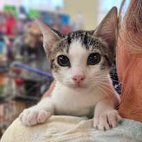 Thumbnail photo of Nemo #1