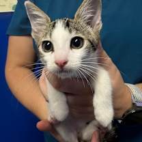 Thumbnail photo of Nemo #2