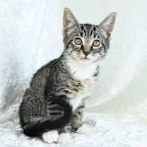 Thumbnail photo of Roosevelt #4