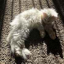 Thumbnail photo of Bernadette #2