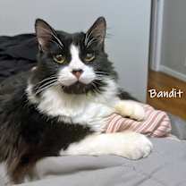 Thumbnail photo of Bandit #1