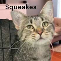 Thumbnail photo of Mama Squeakes #4