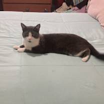 Thumbnail photo of Nova #3