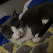 Thumbnail photo of Nova #4