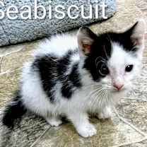 Thumbnail photo of Seabiscuit #2