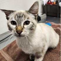 Thumbnail photo of Skye #1