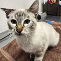 Thumbnail photo of Skye #2