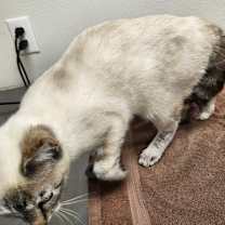 Thumbnail photo of Skye #3