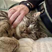 Thumbnail photo of Arnie RM #1