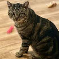 Thumbnail photo of Arnie RM #4