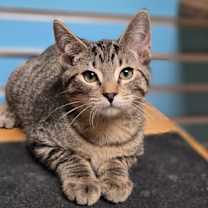 Thumbnail photo of Caligula #2