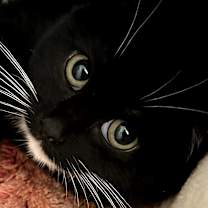 Thumbnail photo of Tok #3