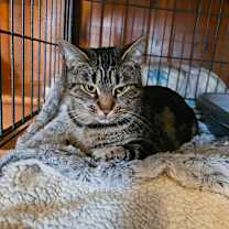 Thumbnail photo of Ali Cat #4