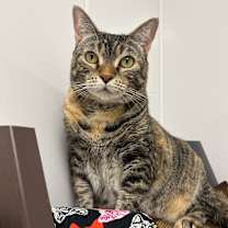 Thumbnail photo of Nomi #1