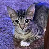 Thumbnail photo of Khufu  #2