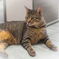 Thumbnail photo of Annabelle #2