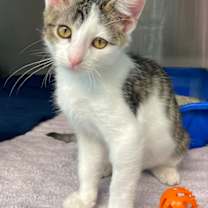 Thumbnail photo of Tiggy Winkle #2