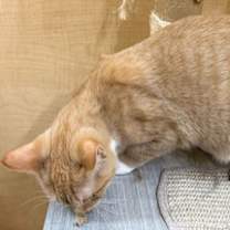 Thumbnail photo of Santara #2