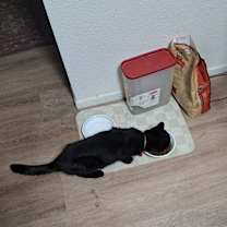 Thumbnail photo of Zelda #1