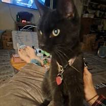 Thumbnail photo of Zelda #2