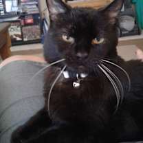 Thumbnail photo of Zelda #3