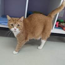 Thumbnail photo of Rusty #3