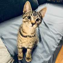 Thumbnail photo of Chartreuse C66877 #1