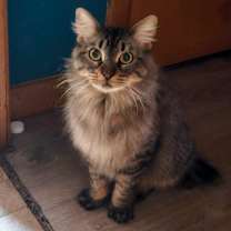 Thumbnail photo of Lavender #1