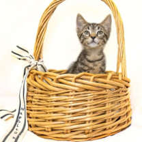 Thumbnail photo of Napoleon #1