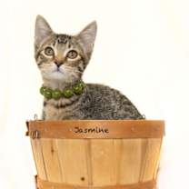 Thumbnail photo of Jasmine #1