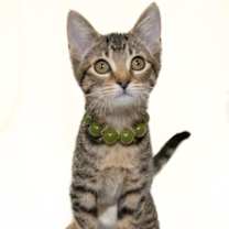 Thumbnail photo of Jasmine #2