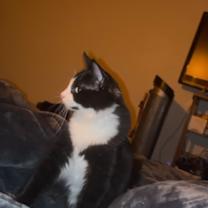 Thumbnail photo of Wren #1