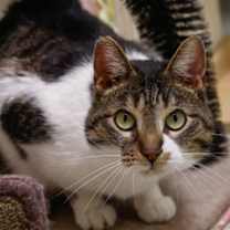 Thumbnail photo of Tabitha #1