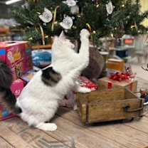 Thumbnail photo of Beverly #2