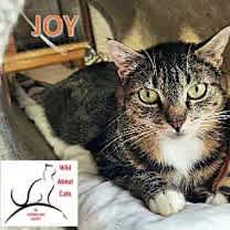 Thumbnail photo of Joy #1