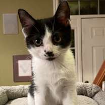 Thumbnail photo of Fauna #1