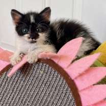 Thumbnail photo of Flora #2