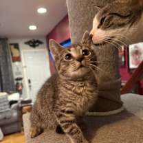 Thumbnail photo of Ginger Snap #1