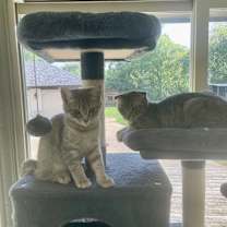 Thumbnail photo of Krambo #2