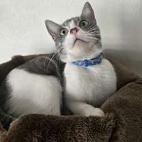 Thumbnail photo of Buzz 3 #1