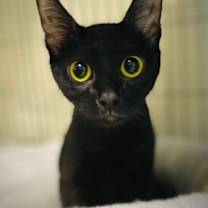 Thumbnail photo of Shimmer #1