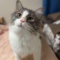 Thumbnail photo of Kringle #2