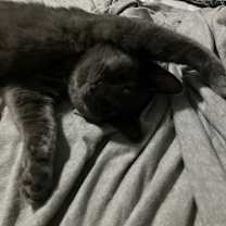 Thumbnail photo of Calabash #4